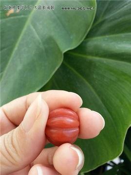 保山小瓜今日价格,今日行情一览”