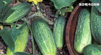 今日热点吃瓜,揭秘娱乐圈最新“瓜田”，明星隐私大曝光！