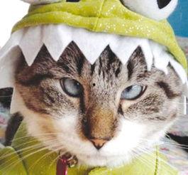 明星网红猫猫叫什么