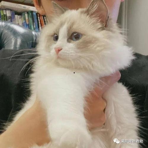 明星网红猫猫叫什么