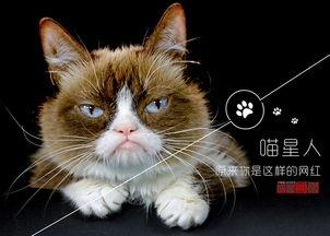 明星网红猫猫叫什么