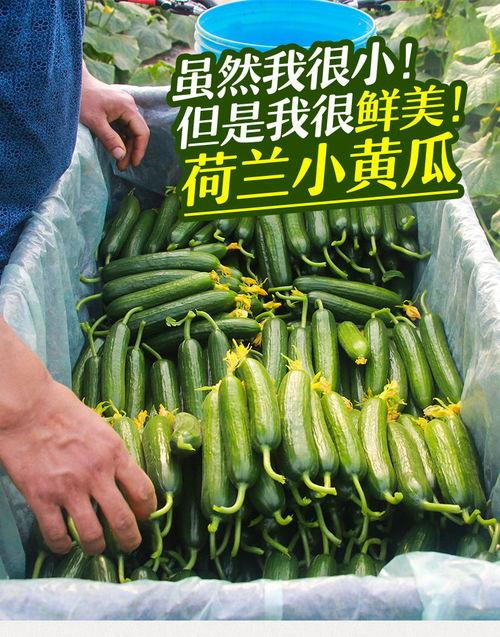 小瓜今日蔬菜报价表,新鲜蔬菜价格一览，尽在小瓜今日报价”