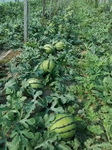 今日头瓜收购价,市场行情波动，价格走势分析”