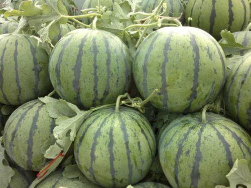 今日头瓜收购价,市场行情波动，价格走势分析”