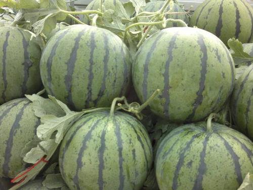 今日头瓜收购价,市场行情波动，价格走势分析”