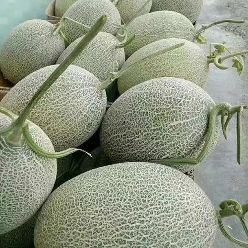 哈密瓜价格今日价新疆,品质佳价优，瓜香四溢迎丰收”