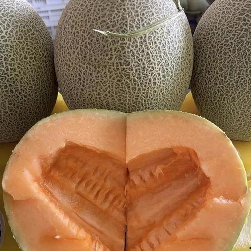 哈密瓜价格今日价新疆,品质佳价优，瓜香四溢迎丰收”