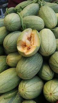 哈密瓜价格今日价新疆,品质佳价优，瓜香四溢迎丰收”