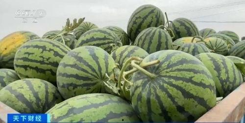 芋瓜价格今日行情最新,今日行情解析与趋势预测”