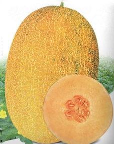 哈密瓜种子价格今日